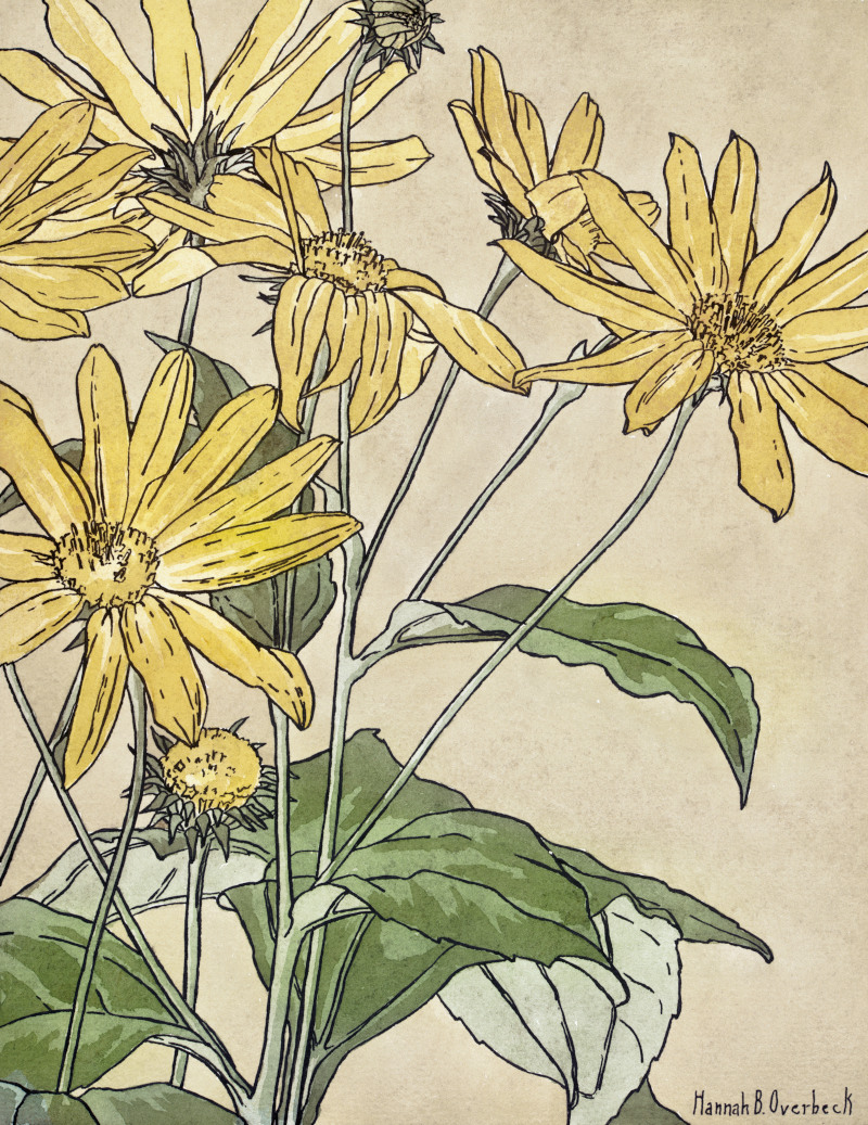 Sunflowers by Hannah Borger Overbeck
